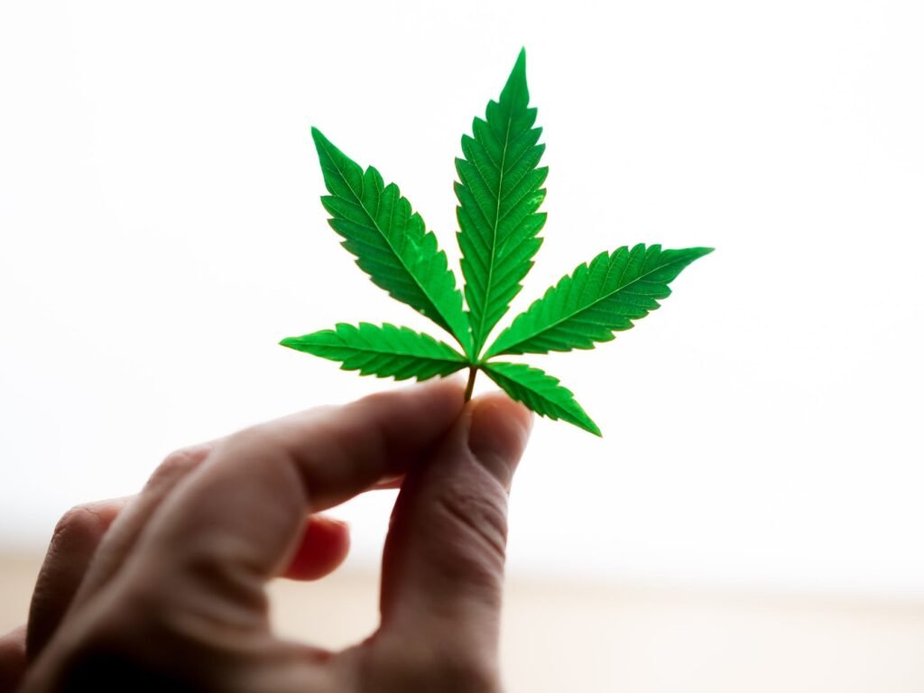 close up photo of person holding cannabis