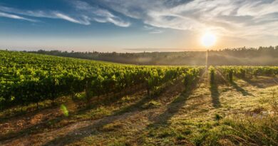 Trabajar en el campo, agricultura y vendimia en Suiza